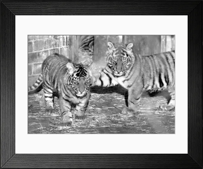 Framed Print : Zoo: Tigers and Cubs. February 1975 75-01170-015