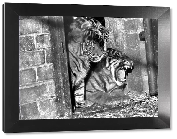 Zoo: Tigers and Cubs. February 1975 75-01170-013