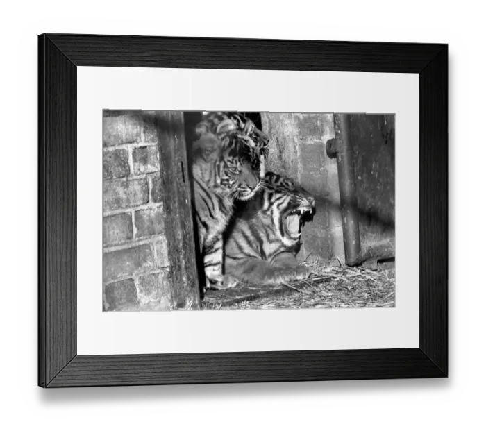 Framed Print : Zoo: Tigers and Cubs. February 1975 75-01170-013