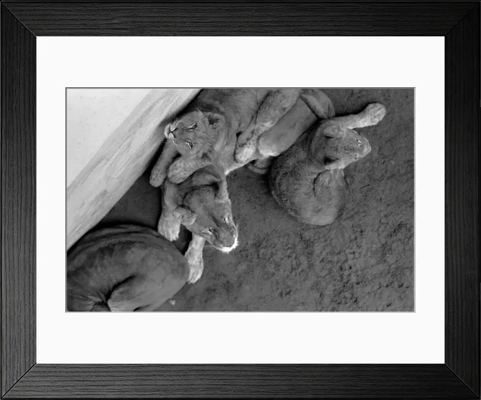 Framed Print : Lions and Cubs at Dudley Zoo. February 1975 75-00978-001