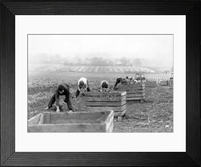 Framed Print : Agriculture: Farm labour. Pickers lifting leeks. November 1987 P005392 Framed Print : Agriculture: Farm labour. Pickers lifting leeks. November 1987 P005392