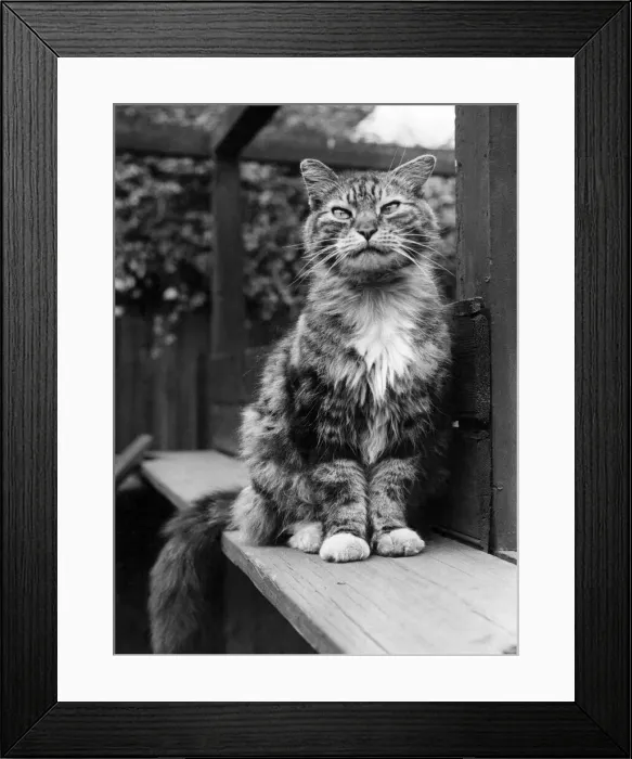 Framed Print : Fluff the Boss-Cat at the Battersea Dogs home. May 1967 P005159 Framed Print : Fluff the Boss-Cat at the Battersea Dogs home. May 1967 P005159