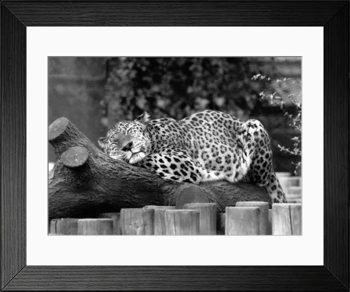 Framed Print : 65 Framed Print : 65