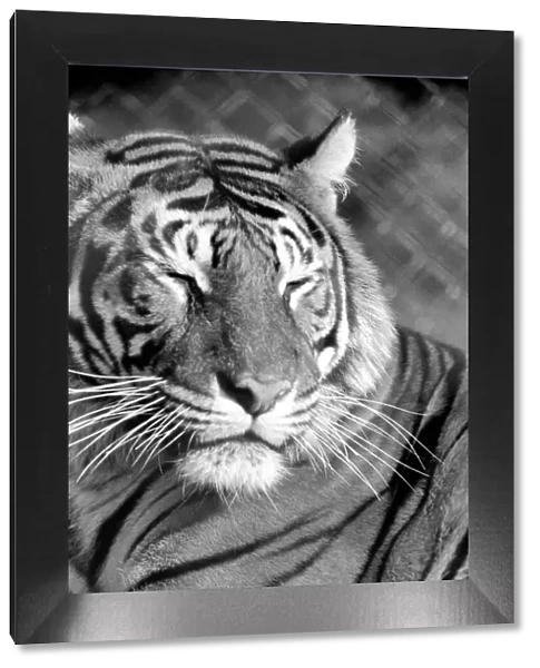 Zoo: Tigers and Cubs. February 1975 75-01170-009