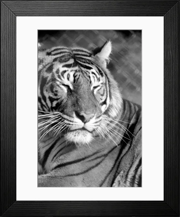 Framed Print : Zoo: Tigers and Cubs. February 1975 75-01170-009
