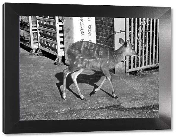 Zoo: Antelope. February 1975 75-01170