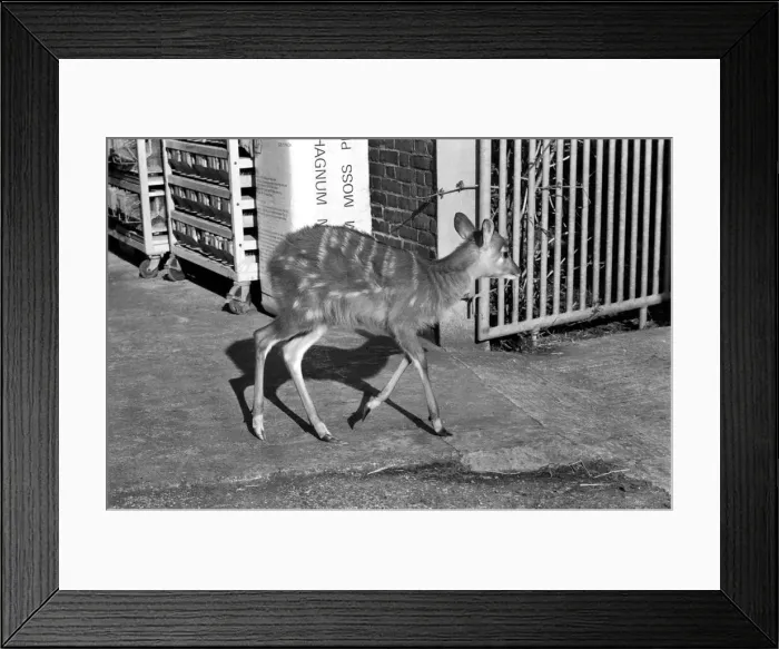 Framed Print : Zoo: Antelope. February 1975 75-01170 Framed Print : Zoo: Antelope. February 1975 75-01170