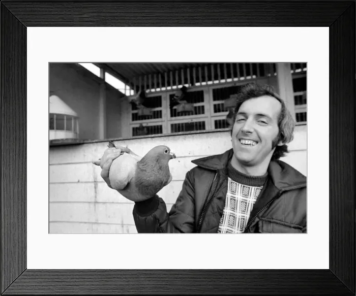 Framed Print : Pigeon fancier Paul Smith of Stotfold, Beds. 75-00357-001 Framed Print : Pigeon fancier Paul Smith of Stotfold, Beds. 75-00357-001