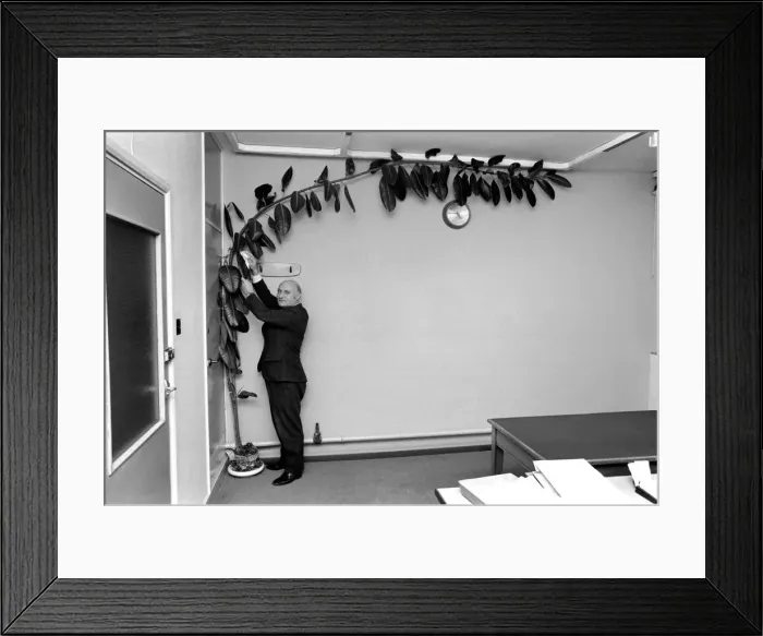 Framed Print : Mr. Wilf Berrill and Giant Rubber Tree Plant (Unusual). January 1975 75-00331-001 Framed Print : Mr. Wilf Berrill and Giant Rubber Tree Plant (Unusual). January 1975 75-00331-001