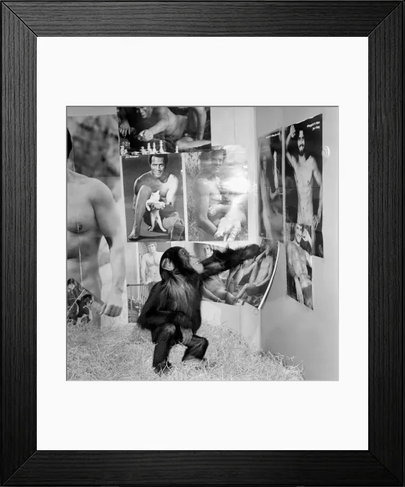 Framed Print : Dudley Zoo: Animals: Ko Ko the chimpanzee. January 1975 75-00329 Framed Print : Dudley Zoo: Animals: Ko Ko the chimpanzee. January 1975 75-00329