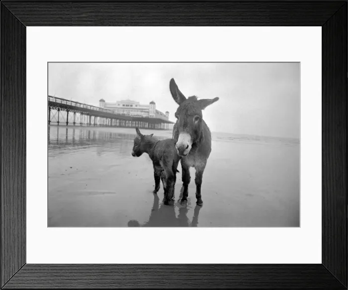 Framed Print : 7 years old donkey and foal Jan. January 1975 75-00258-008