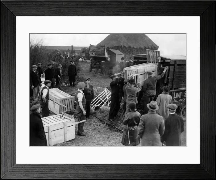 Framed Print : Removing pigs during yesterdays seizure of farm stock impounded for their arrears