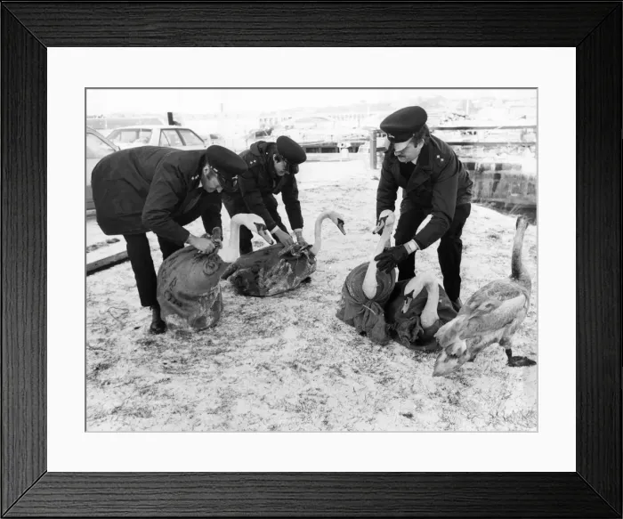 Framed Print : These five Berwick swans are being released back on to the River Tweed after the RSPCA Framed Print : These five Berwick swans are being released back on to the River Tweed after the RSPCA
