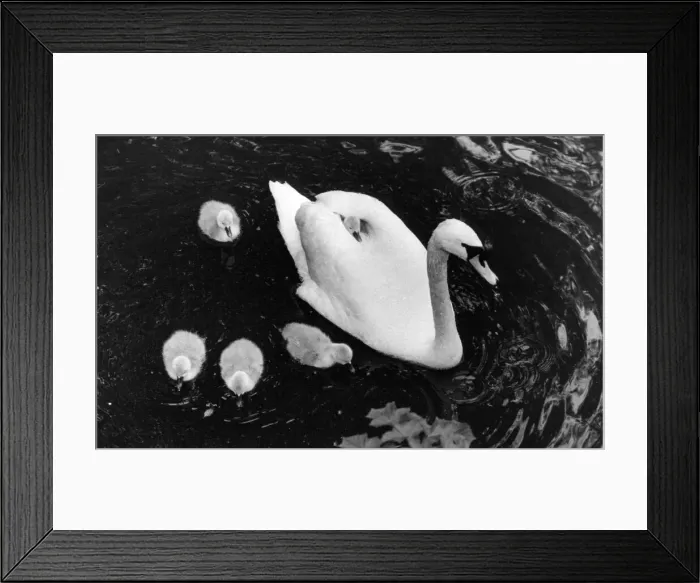 Framed Print : A swan giving one of her cygnets a ride on her back
