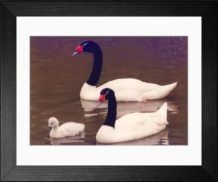 Framed Print : A rare swan with its cygnets at Washington Wildfowl Park Framed Print : A rare swan with its cygnets at Washington Wildfowl Park
