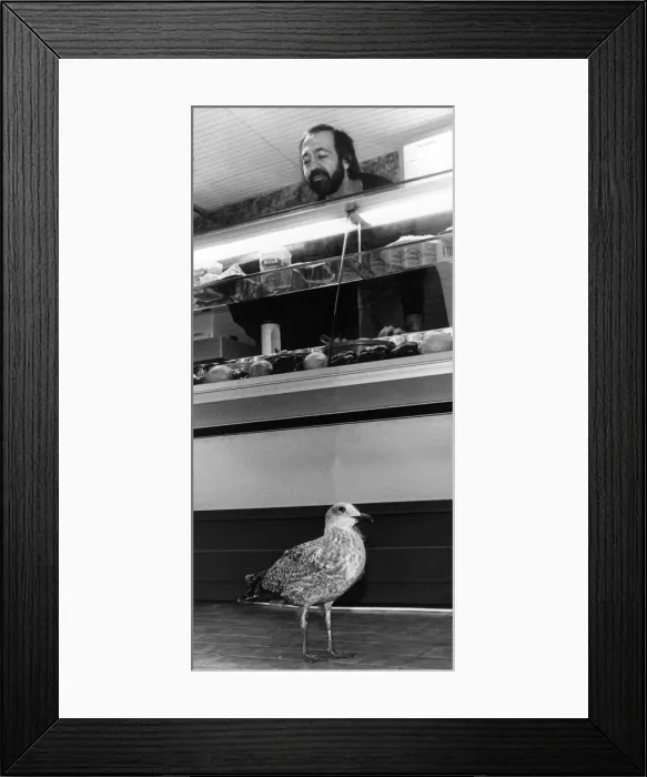 Framed Print : This seagull cannot be bothered to catch his own fish so he decided it was easier to go