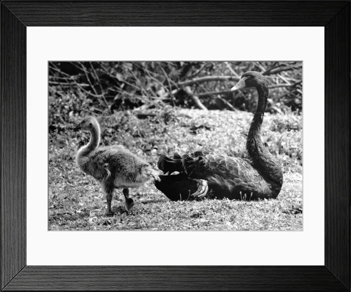 Framed Print : This black swan is bringing up a young goose because its mum left its egg in her nest Framed Print : This black swan is bringing up a young goose because its mum left its egg in her nest