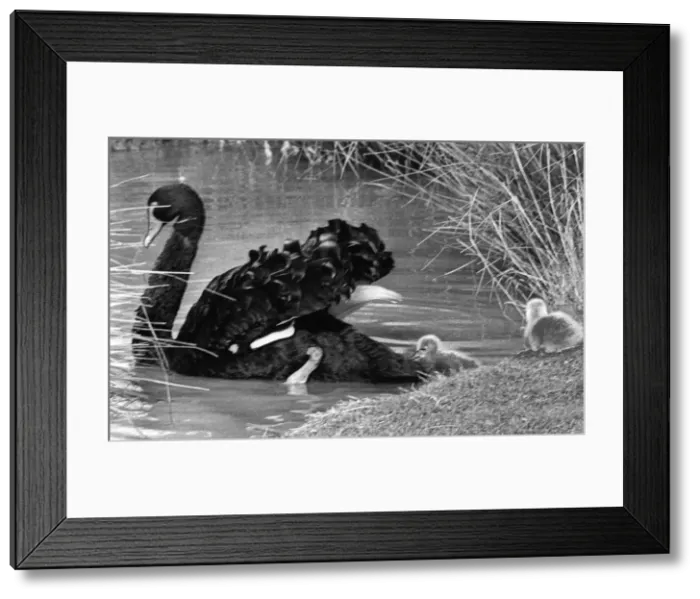 Framed Print : An Australian Black Swan takes her cygnets for their first swim Framed Print : An Australian Black Swan takes her cygnets for their first swim