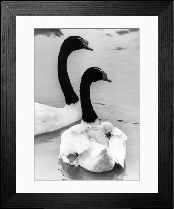 Framed Print : This young cygnet gets a piggy back ride of one of its parents Framed Print : This young cygnet gets a piggy back ride of one of its parents