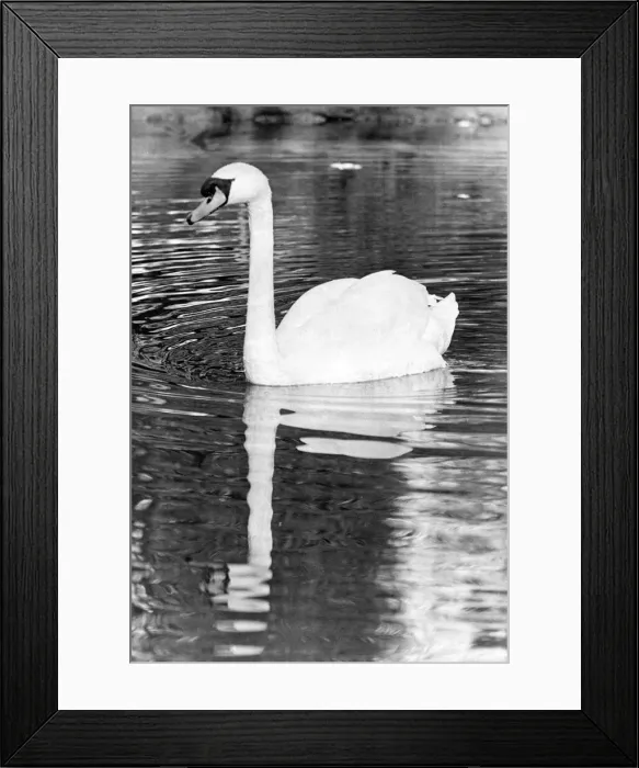 Framed Print : This lonely swan is looking for a mate in Barnes Park pond, Sunderland Framed Print : This lonely swan is looking for a mate in Barnes Park pond, Sunderland