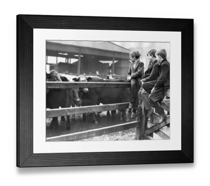Framed Print : No home on the range for these boys. For though this could be any stockyard of