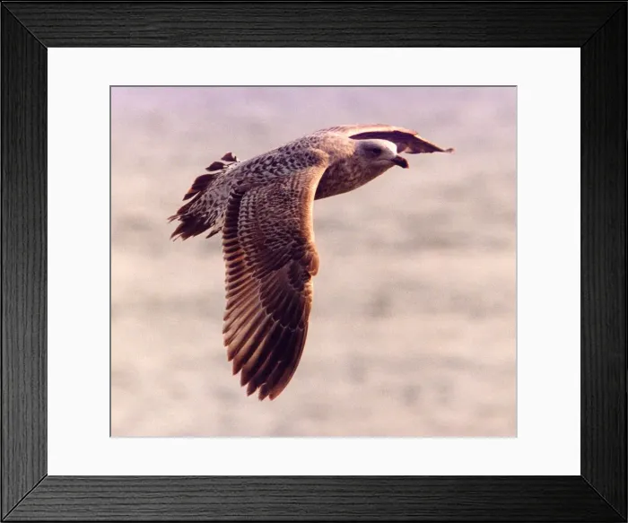 Framed Print : A Seagull on the lookout for food Framed Print : A Seagull on the lookout for food