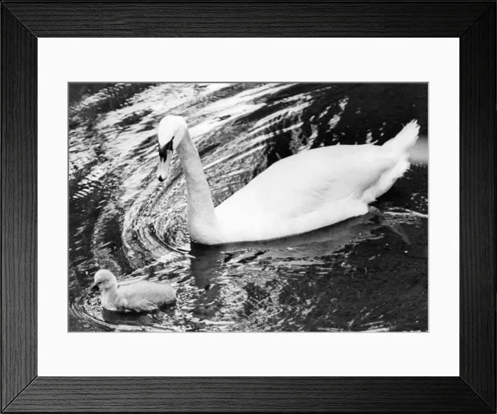 Framed Print : A swan swimming in the Ouseburn at Jesmond Dene with her cygnet Framed Print : A swan swimming in the Ouseburn at Jesmond Dene with her cygnet
