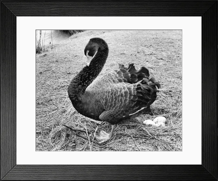 Framed Print : An Australian Black Swan taking a break from sitting on the nest