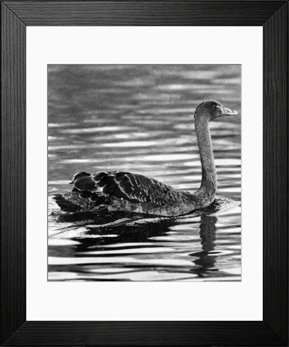Framed Print : An Australian Black Swan Framed Print : An Australian Black Swan