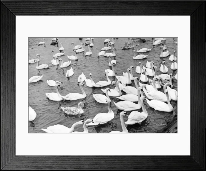 Framed Print : These Berwick swans lose all their regal bearing if there is a chance of a free feed Framed Print : These Berwick swans lose all their regal bearing if there is a chance of a free feed