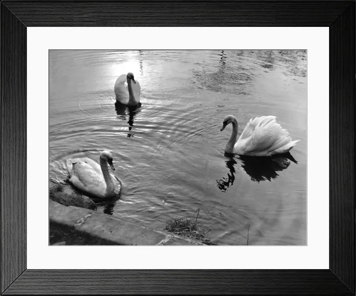 Framed Print : These three swans a serenely floating on Bolam Lake