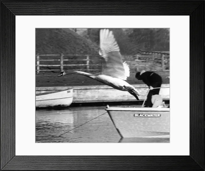 Framed Print : What can rival the natural grace of a swan in flight Framed Print : What can rival the natural grace of a swan in flight