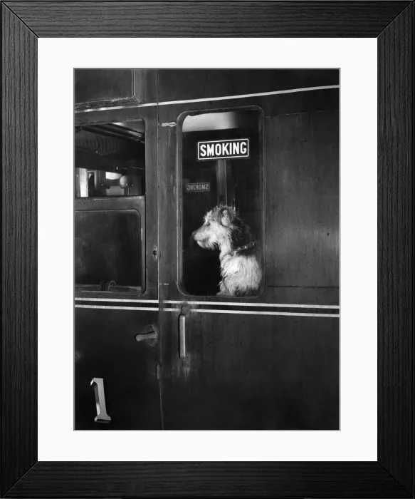 Framed Print : Sandy, the terrier seated in corner seat of Manchester-Southport train Framed Print : Sandy, the terrier seated in corner seat of Manchester-Southport train