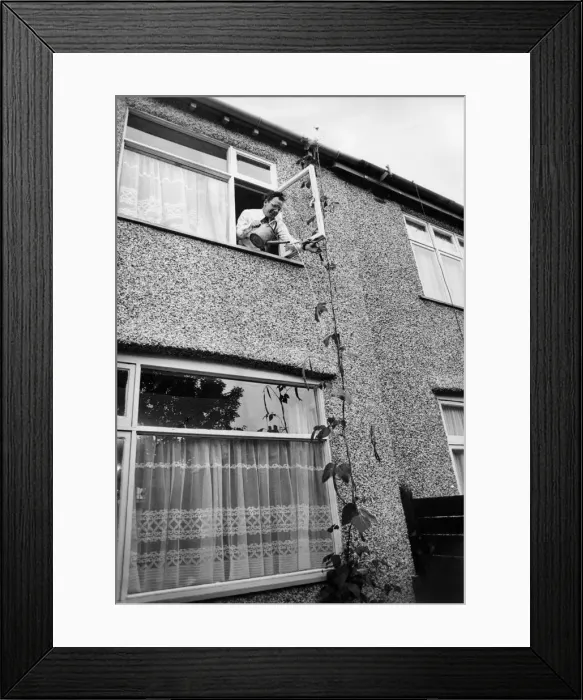 Framed Print : Ted Bailey waters his 30ft runner bean in the back garden of his home in Kinley Gardens