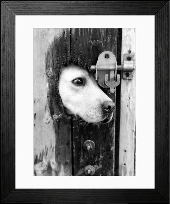 Framed Print : A labrador puts his head through a bolted door at the Frant Kennels in Hildenborough near