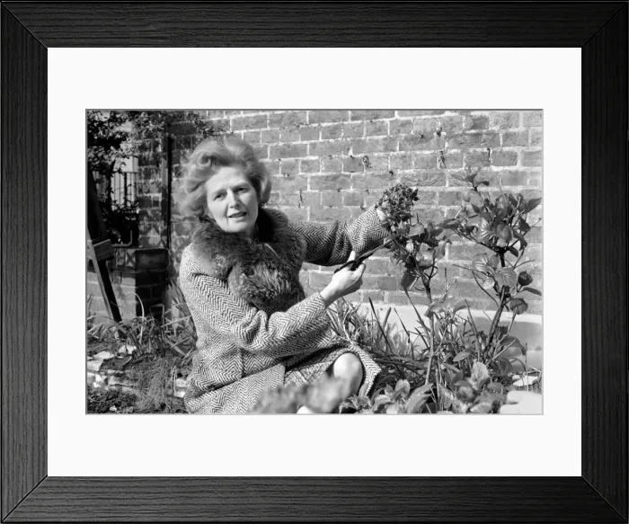Framed Print : Mrs. Margaret Thatcher enjoying the sunshine in her front garden of her London Home Framed Print : Mrs. Margaret Thatcher enjoying the sunshine in her front garden of her London Home