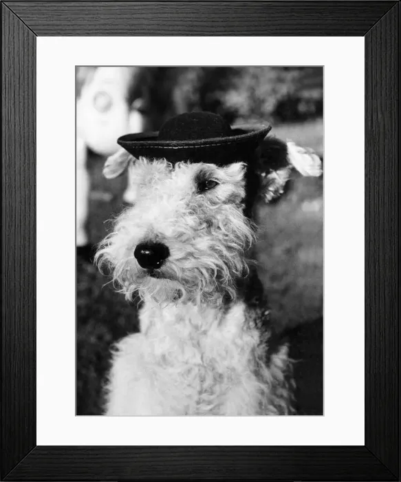 Framed Print : Some of the hats Beau'wears when he goes to his parties Framed Print : Some of the hats Beau'wears when he goes to his parties