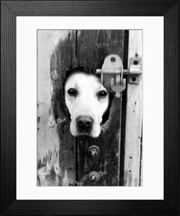 Framed Print : A labrador puts his head through a bolted door at the Frant Kennels in Hildenborough near Framed Print : A labrador puts his head through a bolted door at the Frant Kennels in Hildenborough near