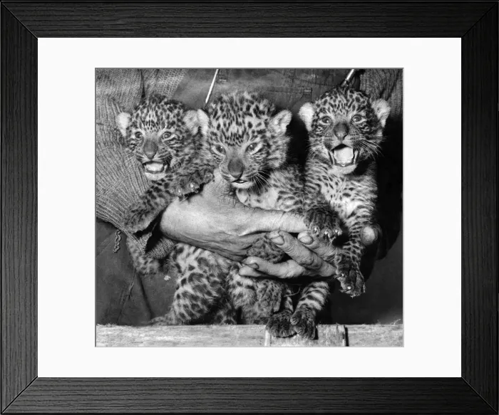 Framed Print : Three cute leopard cubs at Bristol zoo. April 1968 P004194 Framed Print : Three cute leopard cubs at Bristol zoo. April 1968 P004194