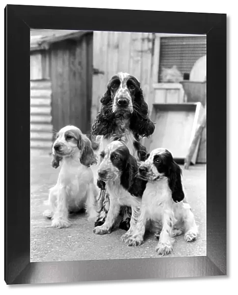 Cocker Spaniel dog and puppies at the Frant Kennels in Hildenborough near Tonbridge who