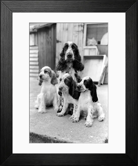 Framed Print : Cocker Spaniel dog and puppies at the Frant Kennels in Hildenborough near Tonbridge who
