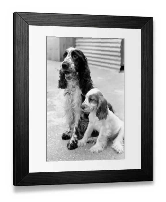 Framed Print : Cocker Spaniel dog and puppies at the Frant Kennels in Hildenborough near Tonbridge who Framed Print : Cocker Spaniel dog and puppies at the Frant Kennels in Hildenborough near Tonbridge who