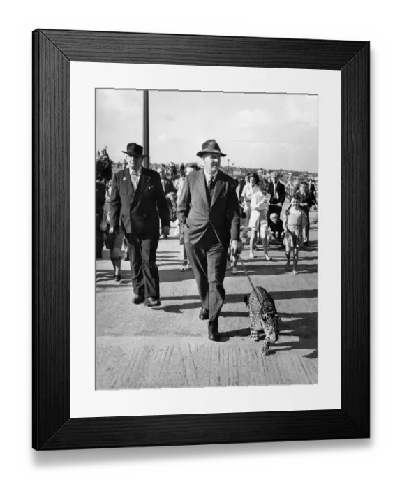 Framed Print : Man takes his leopard cub, one year old Mera Dost Framed Print : Man takes his leopard cub, one year old Mera Dost