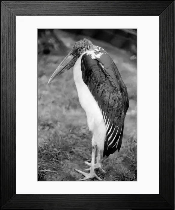 Framed Print : A Marabou Stork at London Zoo. April 1975 75-1946