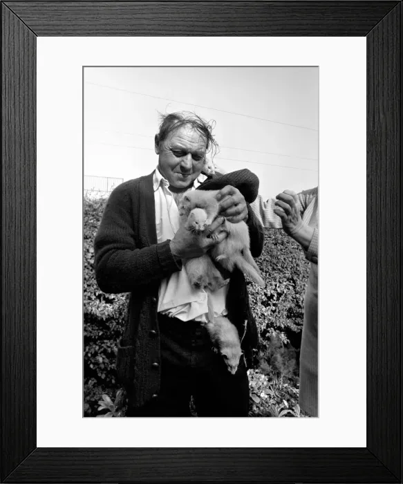 Framed Print : Mr Robinson pictured with his pet Ferrets. May 1975 Framed Print : Mr Robinson pictured with his pet Ferrets. May 1975