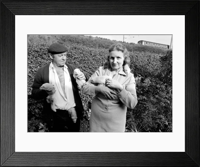 Framed Print : Mrs Queenie Robinson pictured with her husband her pet Ferrets. May 1975