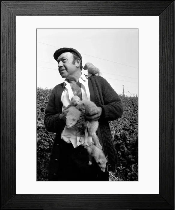 Framed Print : Mr Robinson pictured with his pet Ferrets. May 1975 Framed Print : Mr Robinson pictured with his pet Ferrets. May 1975