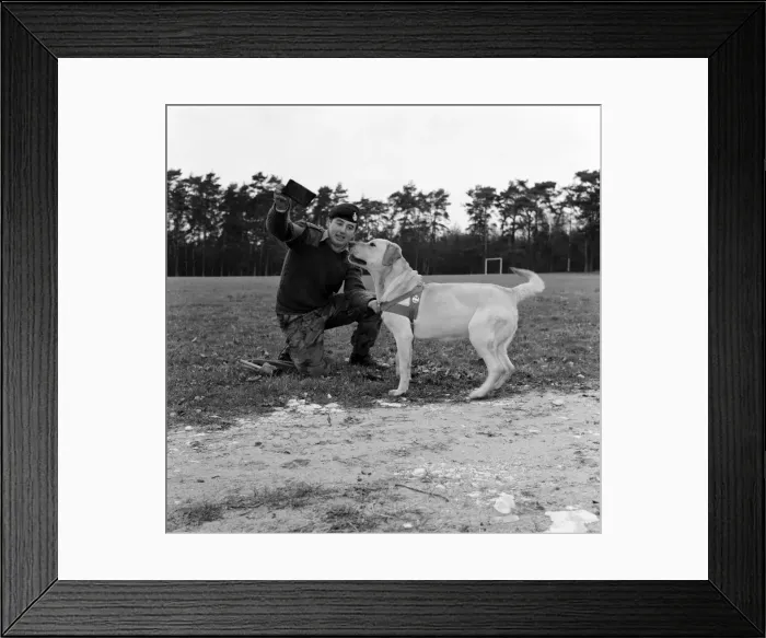 Framed Print : Jasper'the army sniffer dog barred from returning to Britain foloowing his Framed Print : Jasper'the army sniffer dog barred from returning to Britain foloowing his