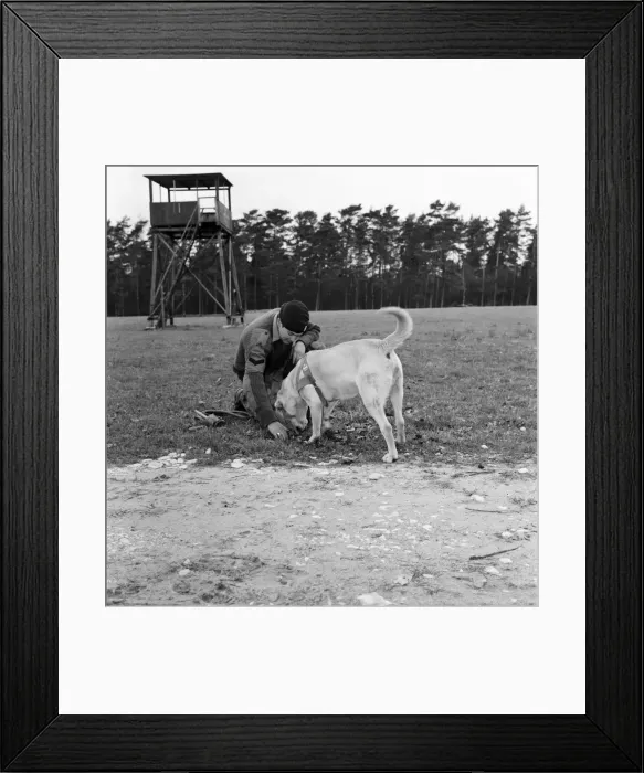 Framed Print : Jasper'the army sniffer dog barred from returning to Britain foloowing his Framed Print : Jasper'the army sniffer dog barred from returning to Britain foloowing his