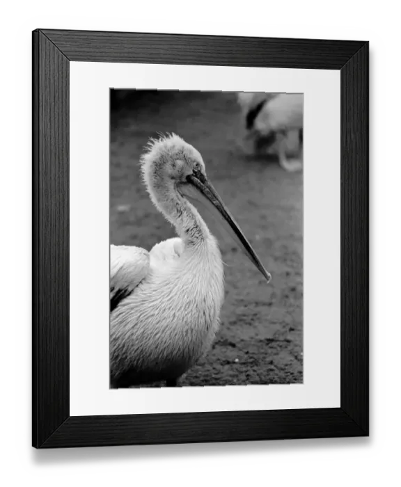 Framed Print : A Pelican at London Zoo. April 1975 75-1946-001